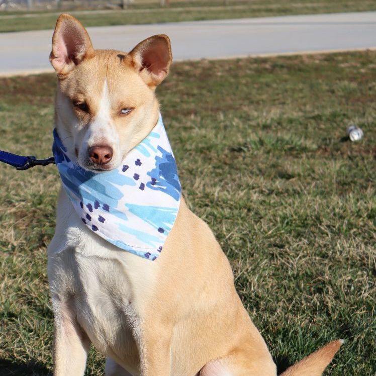 BOLT - Paws Behind Bars Trained