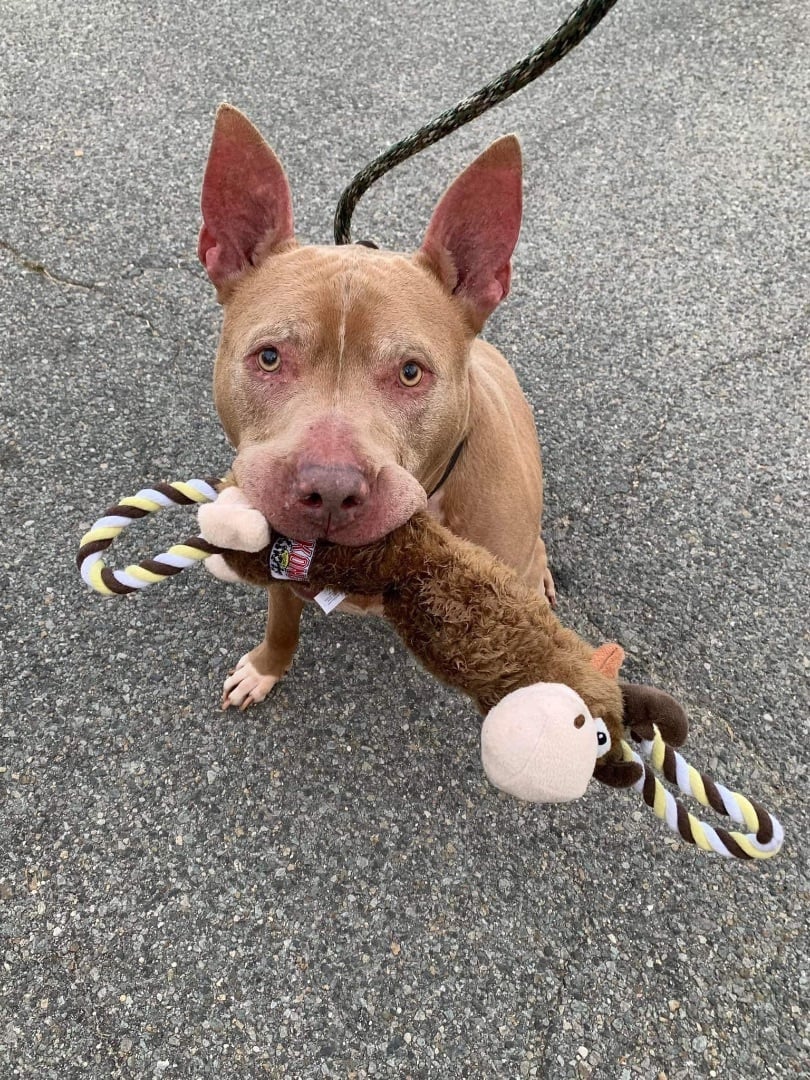 King Louie- sweet senior searching for love