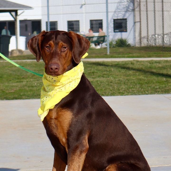 FALCON - Paws Behind Bars Trained