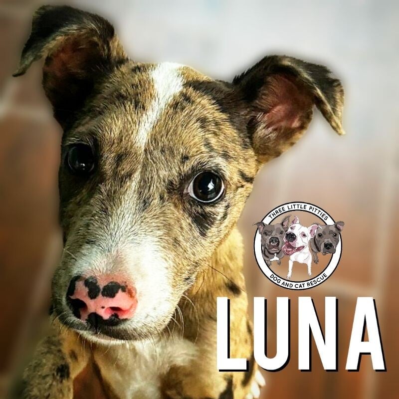 Luna Benito the Pretty Speckled Pittie