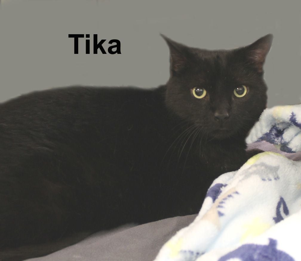 Tika Scl. (gentle all black male adult)