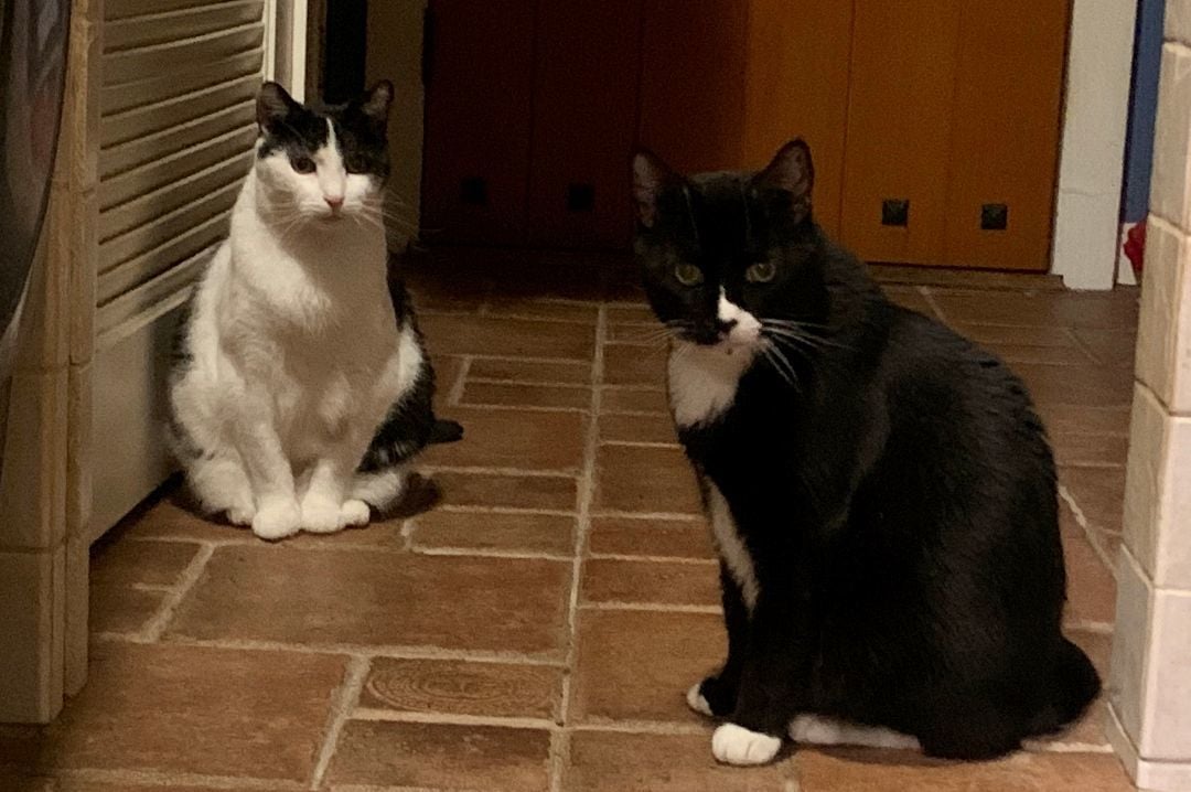 Pasquale & Clarence (just lost their mom)