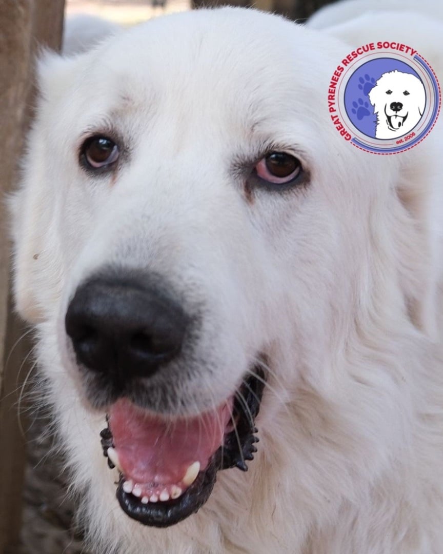 Estelle bonded with Comet