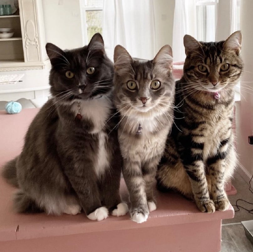 Ciabotta, Rye, Brioche- Bonded Siblings!