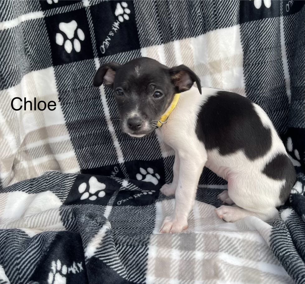Chloe