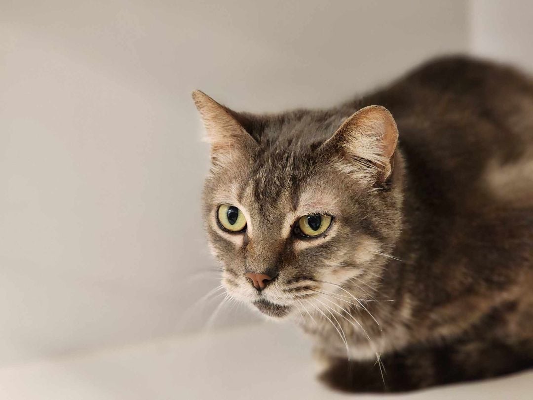 Fred ***Barn Buddy***