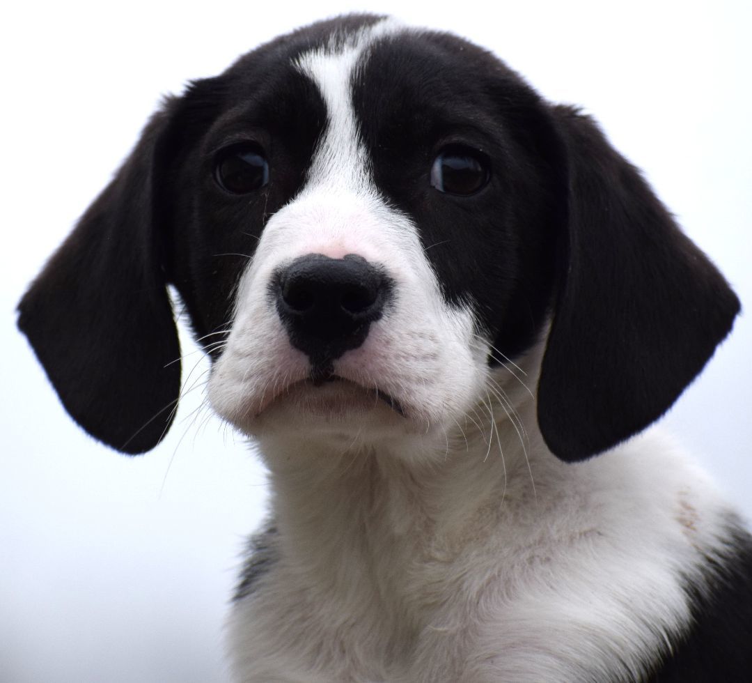 Quade-Available! www.lhar.dog to apply! 