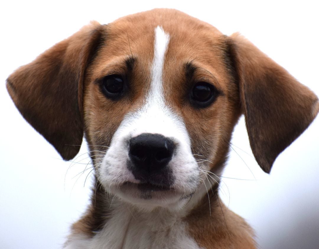 Quantas-Available! www.lhar.dog to apply! 