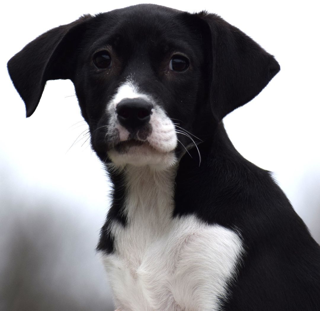 Queenie-Available! www.lha.dog to apply! 