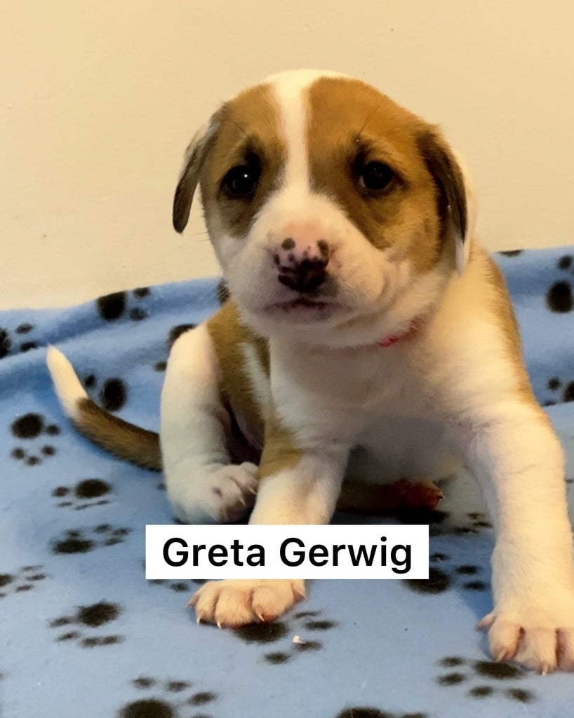 Greta Gerwig