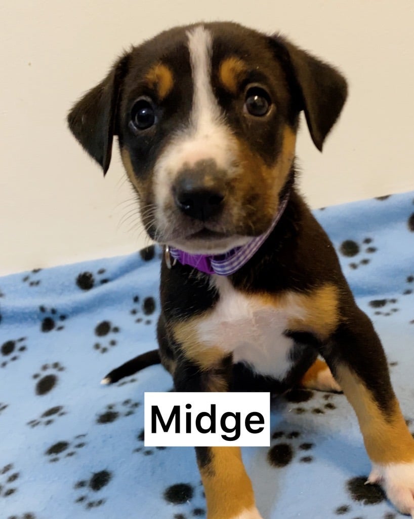 Midge