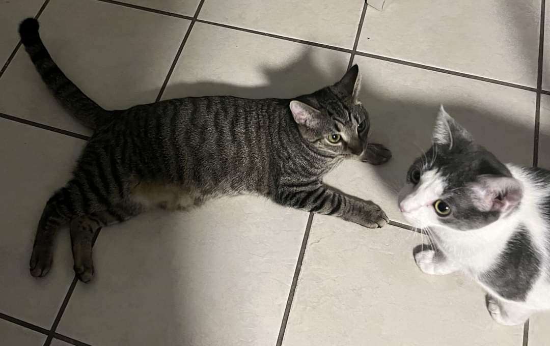 Jinx and Ellie (Foster or Adoption) 