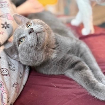 Beans *bonded with Bailey*