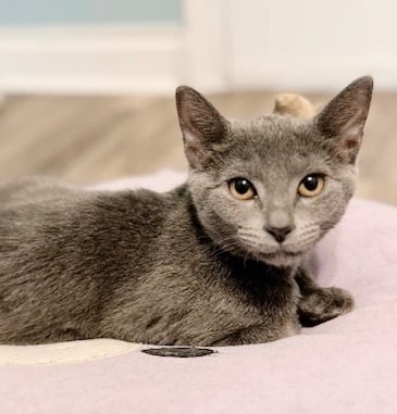 Bailey *bonded with Beans*