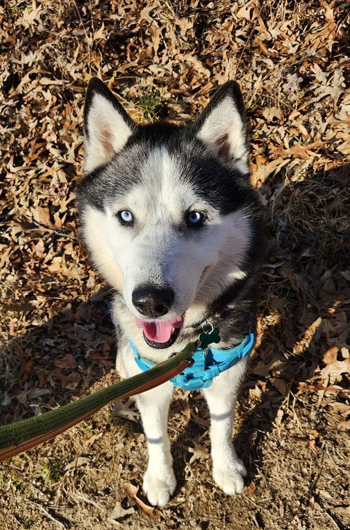 Bolt Adoption Fee Waived