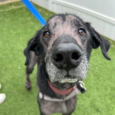 Diesel the lovable Lab Mix