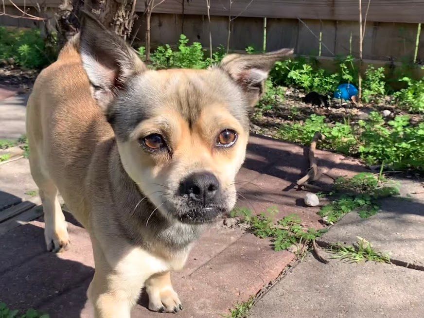 Professor Peter Von Nostrand