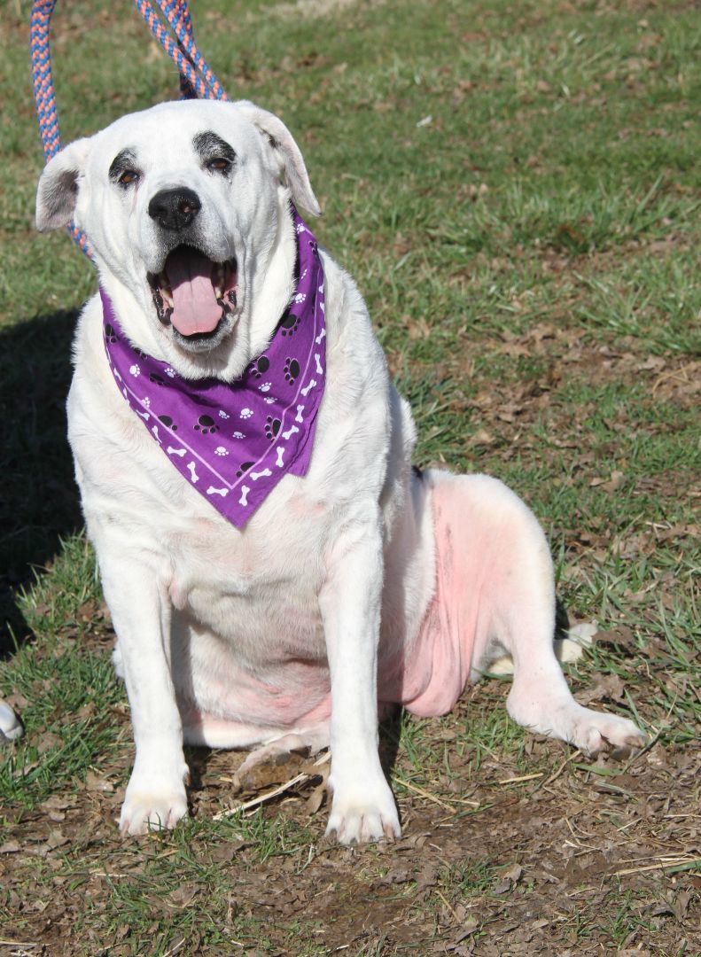 Isabell (Spayed) (Photos 3/3/2024)