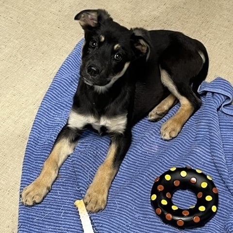 Jill (Charlie's Angels)