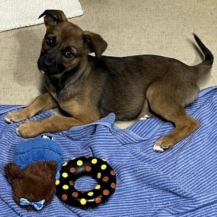 Kelly (Charlie's Angels)