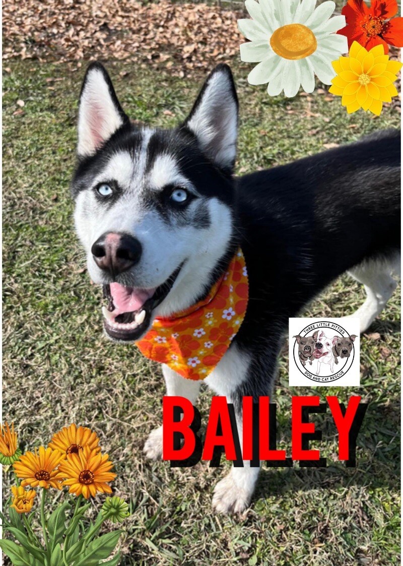 Bailey Ark the Bestest Boy