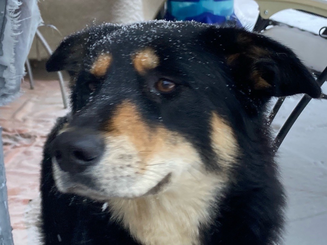 Adopt Me! Sammie Bear