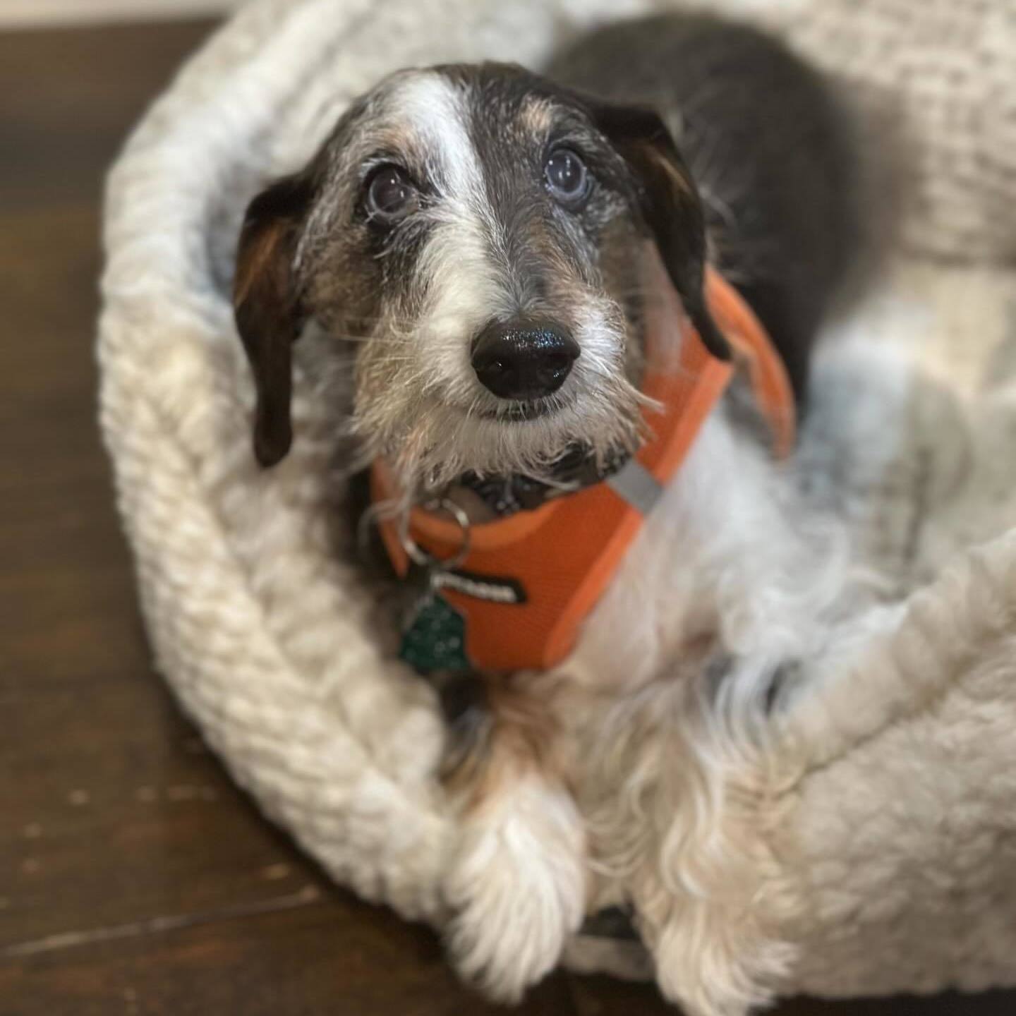 Bubba Blue (Coming Soon)