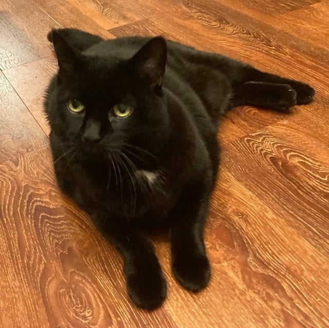 Zooe Courtesy Post- Owner Giving Up