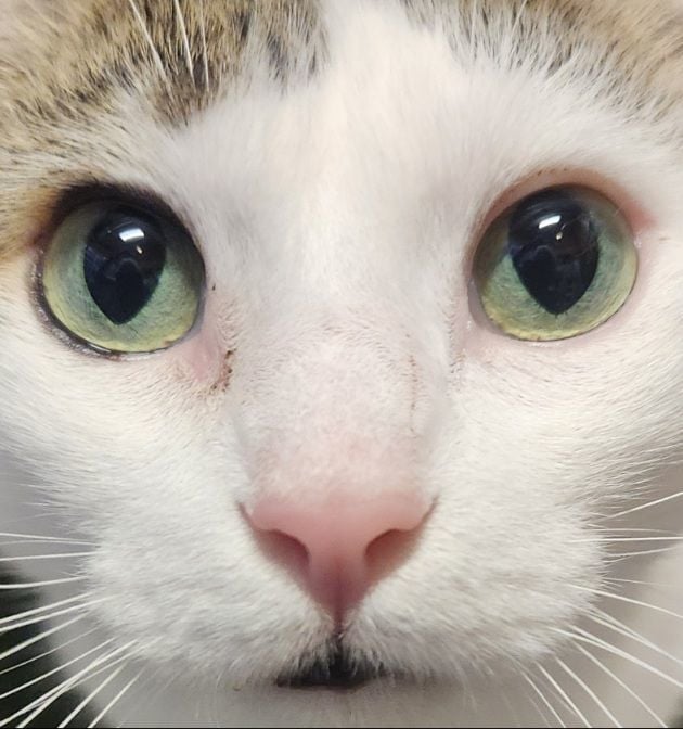 Django...Follows like a dog, dog-cat