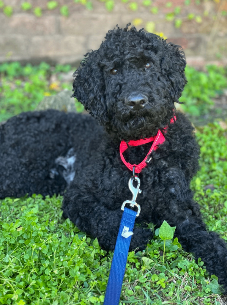 Prince (Benefactor Dog)