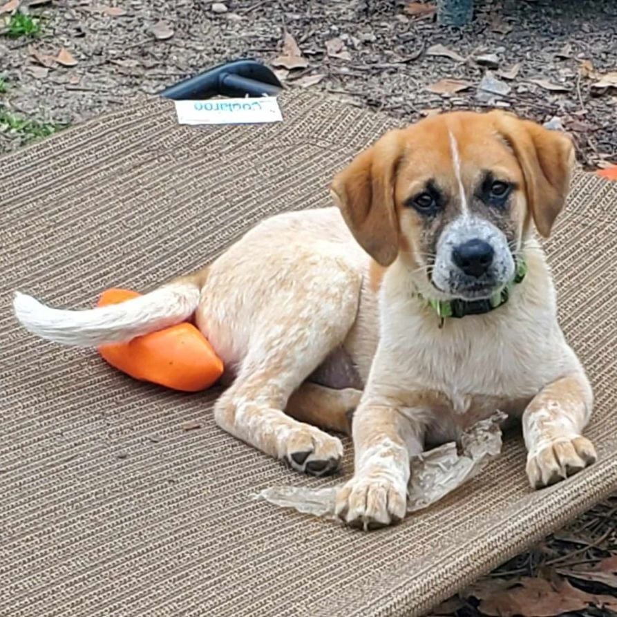 Shania (Coming soon)