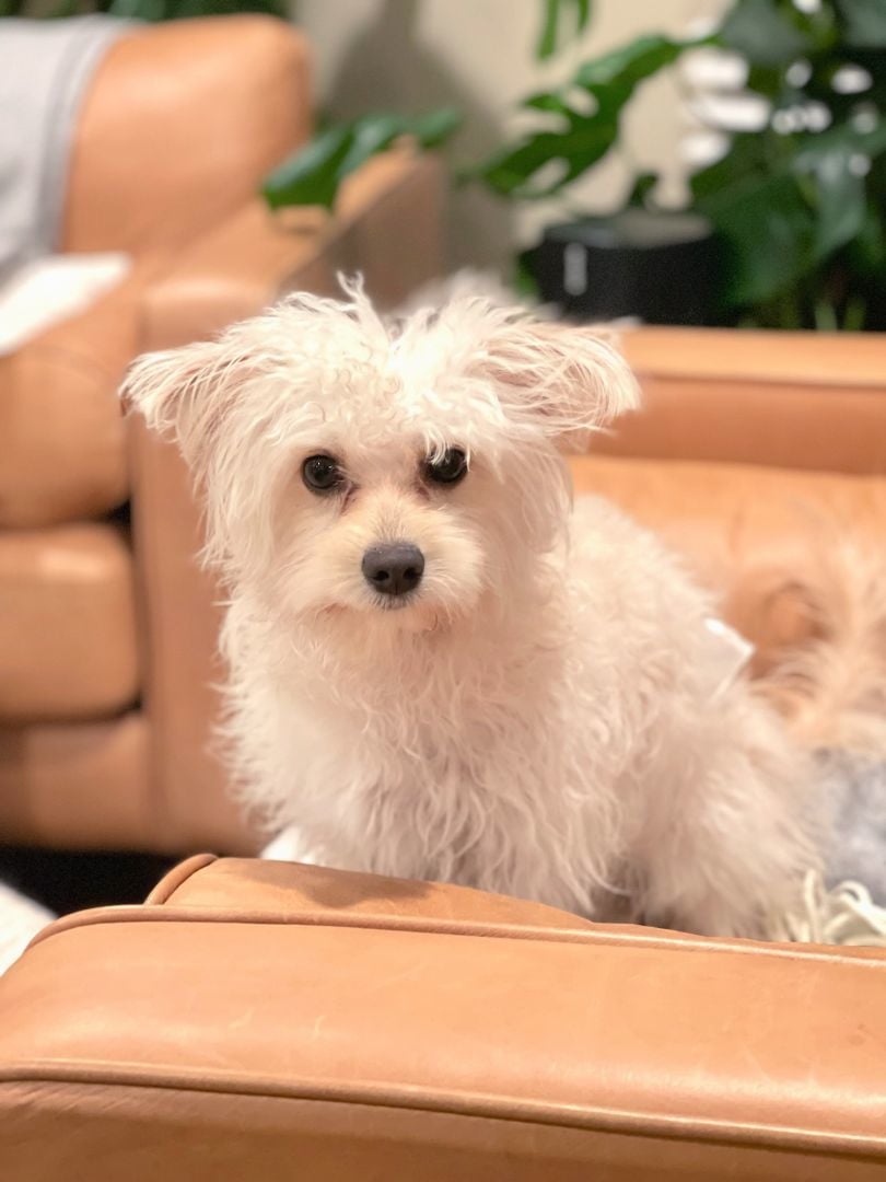 Lucky is a sweetheart!