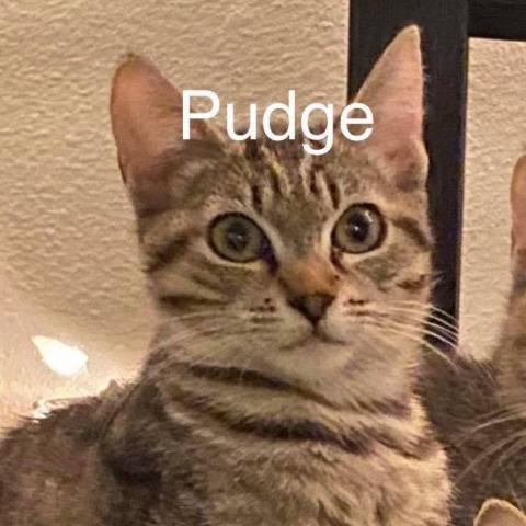 Pudge