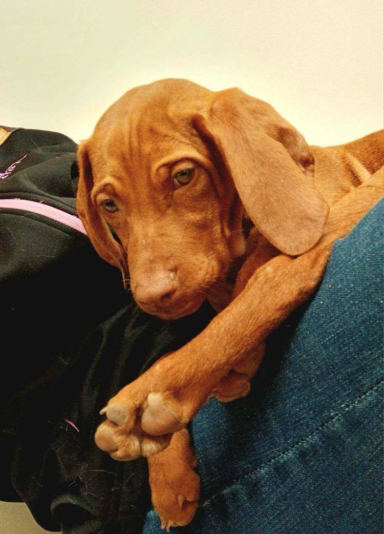 2 Vizsla puppies