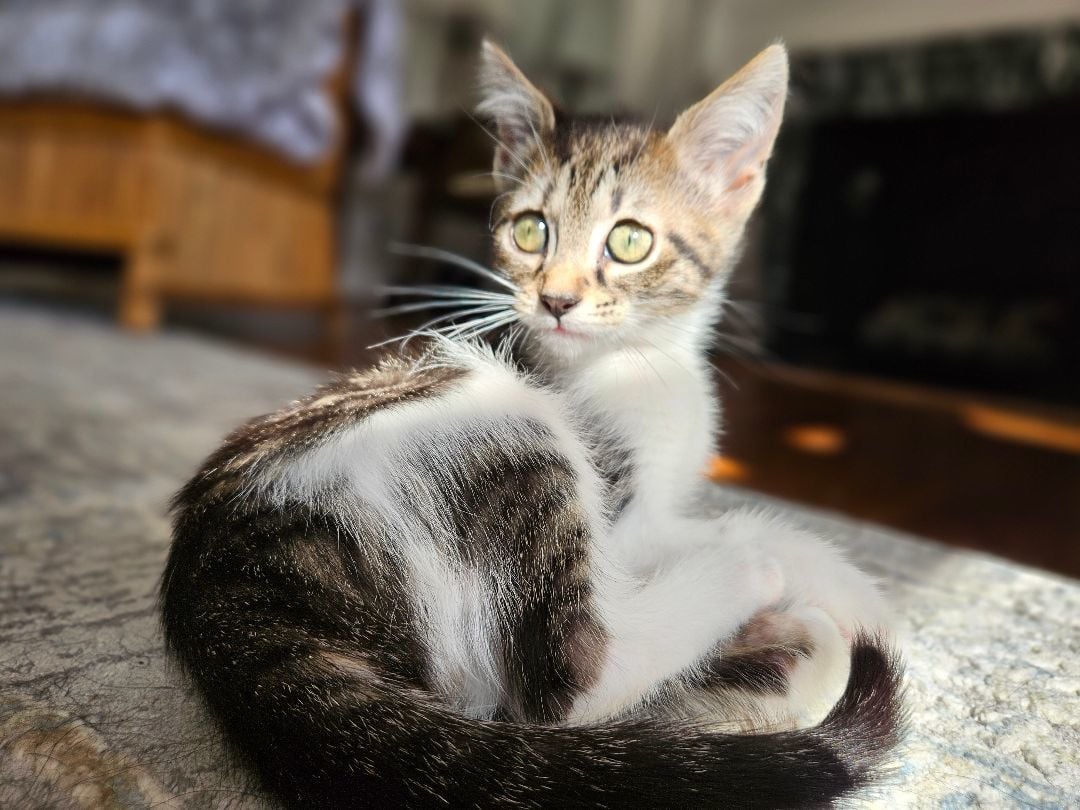 Skittles 'n friends- Sweet Treat Litter