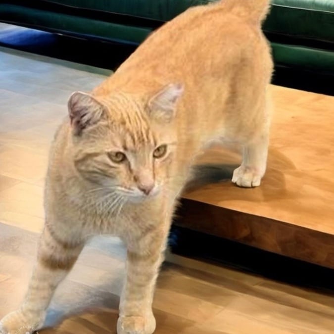 Nacho & Marie BONDED