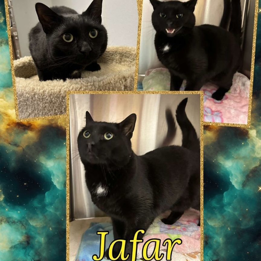Jafar
