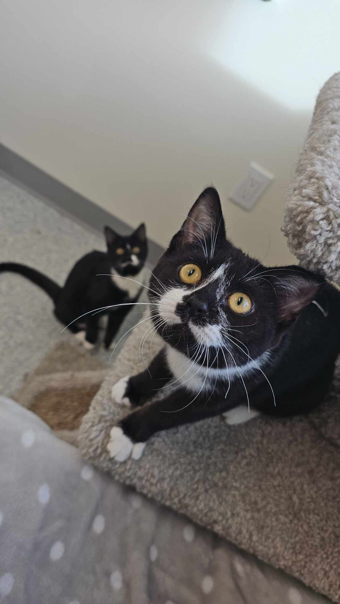 Sally and Jenny (Bonded Pair)