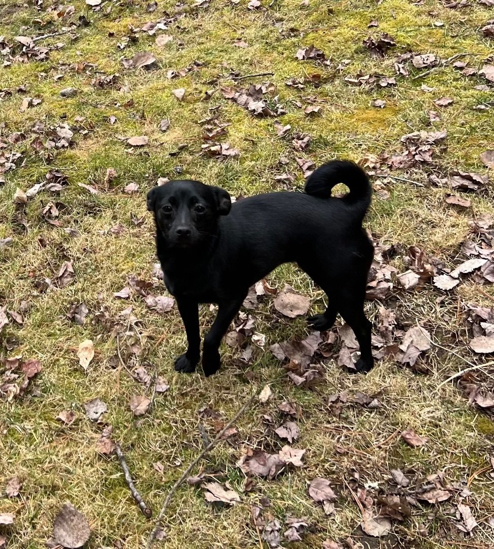 GEENA - FOSTERED IN NEW ENGLAND