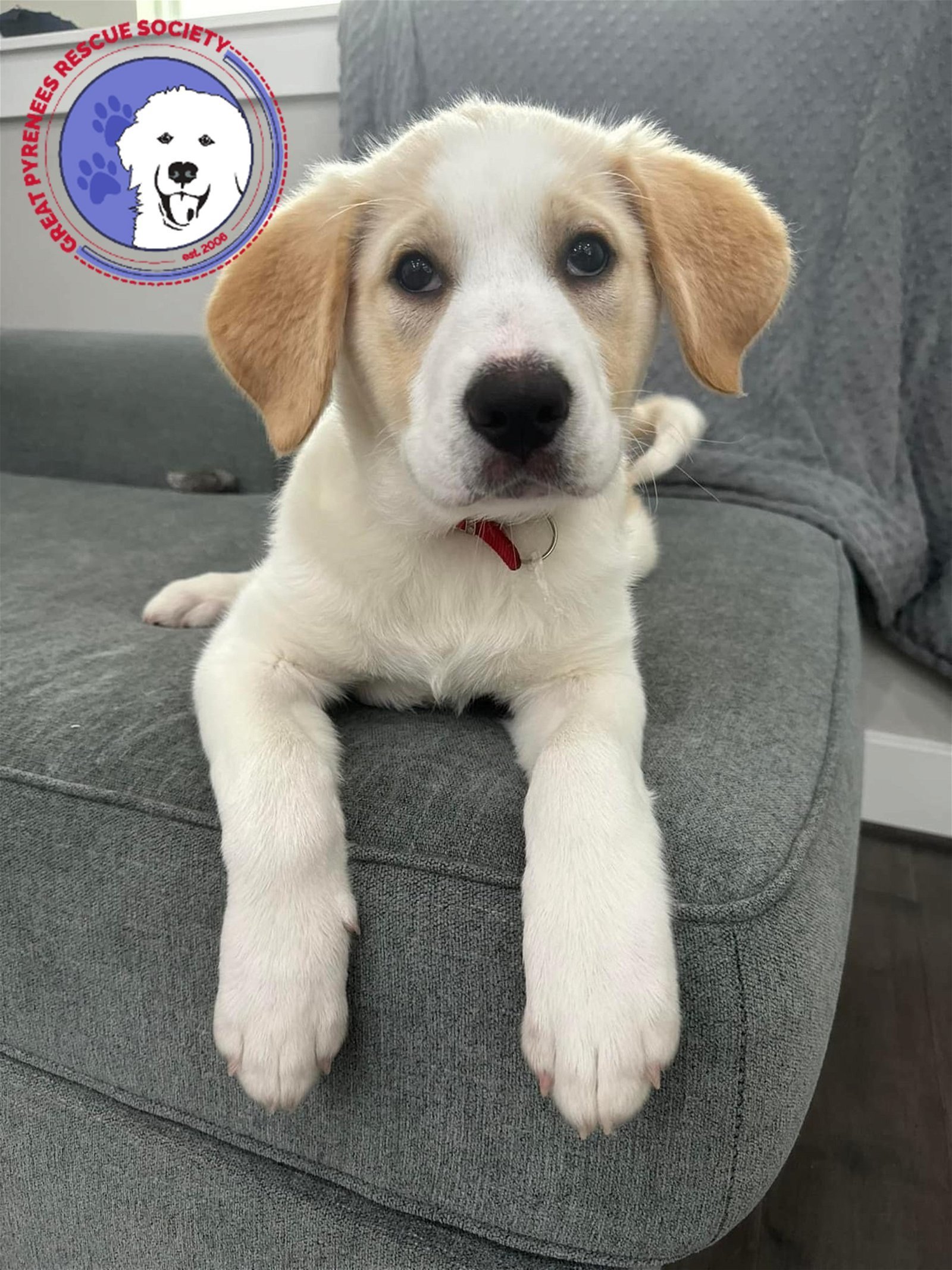 Layla **Spring Special**