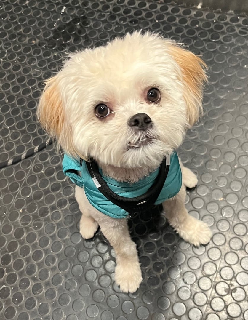 Pistachio - “Silly Fluffernutter” Loves Dogs and Kids!