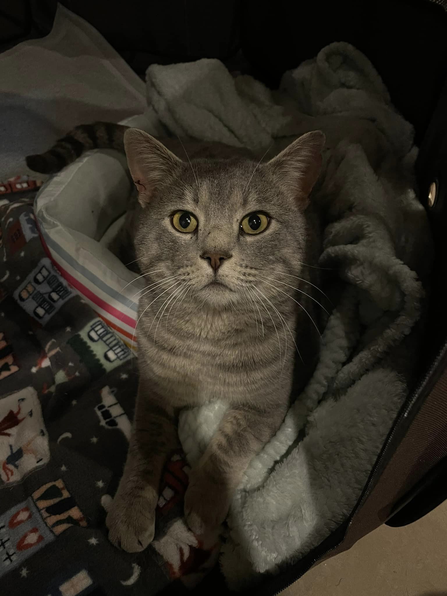 Shadow (FIV+, no active symptoms)