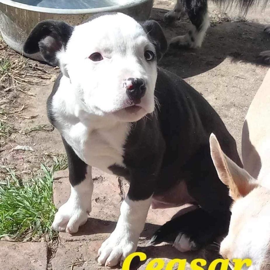 Caesar
