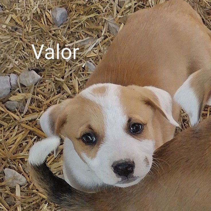 Valor