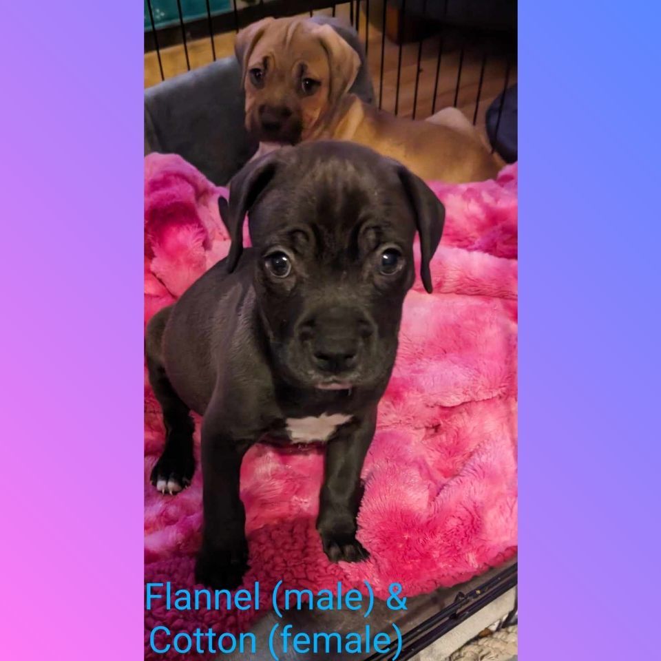 Flannel ( Bottle Litter)