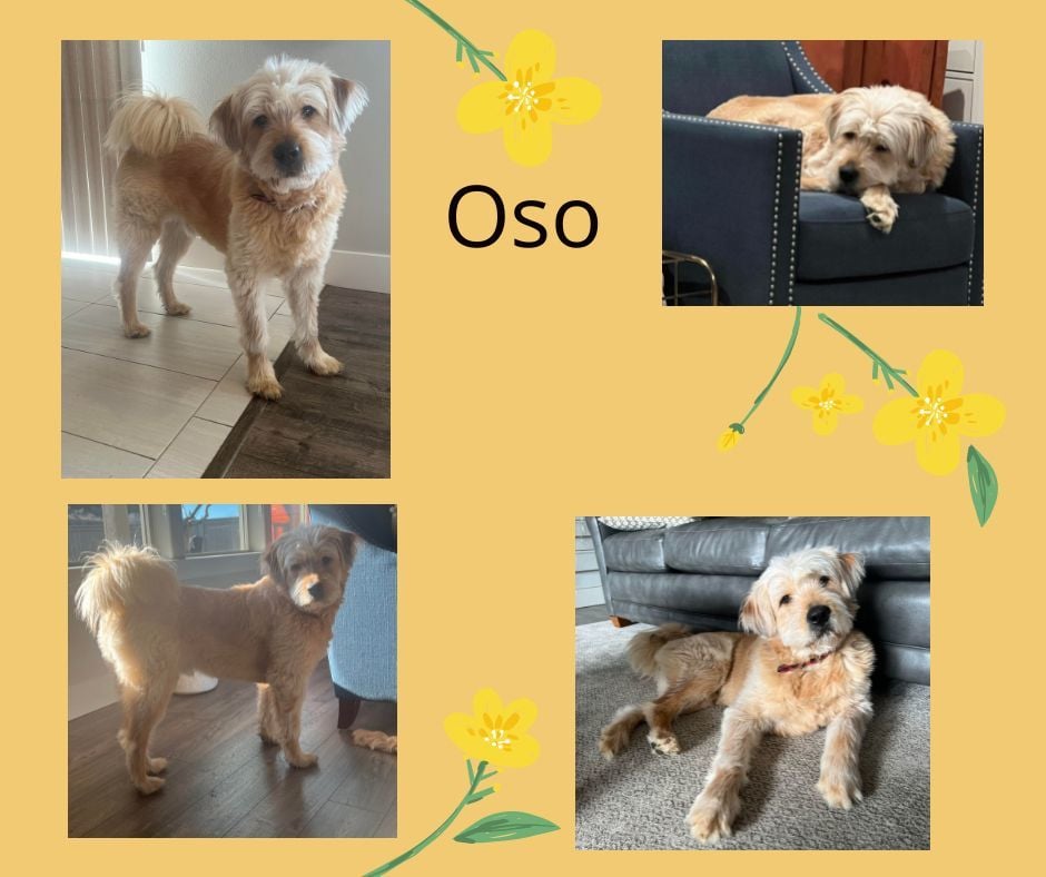 Oso
