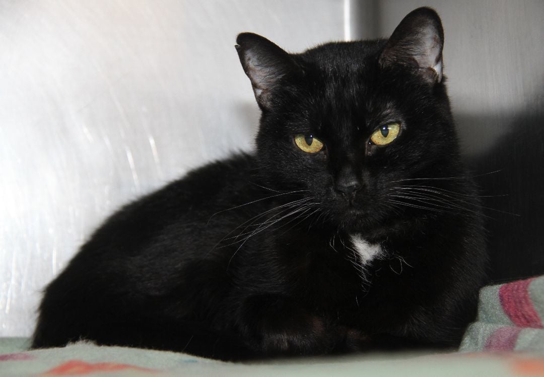 Imani (Spayed & Combo Tested) (Declawed) (Photos 3/5/2024)