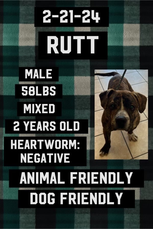 Rutt