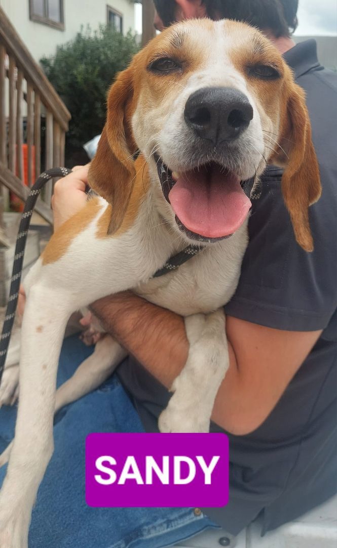 Sandy