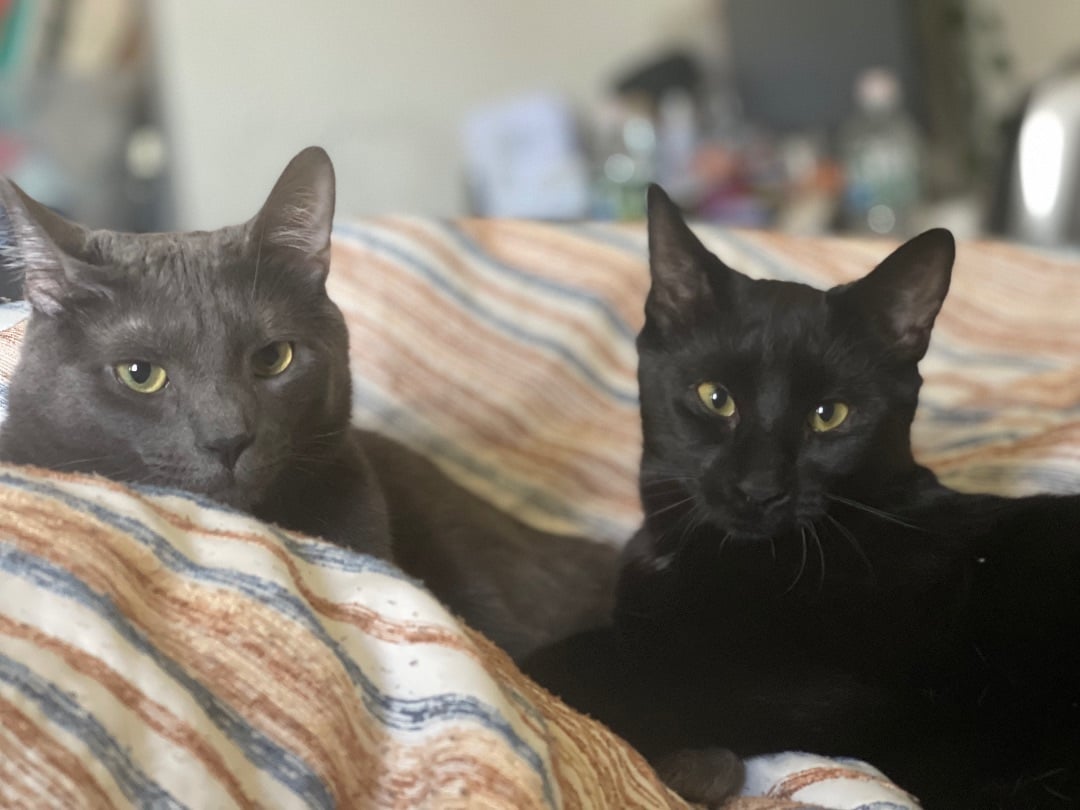 Binx & Loki